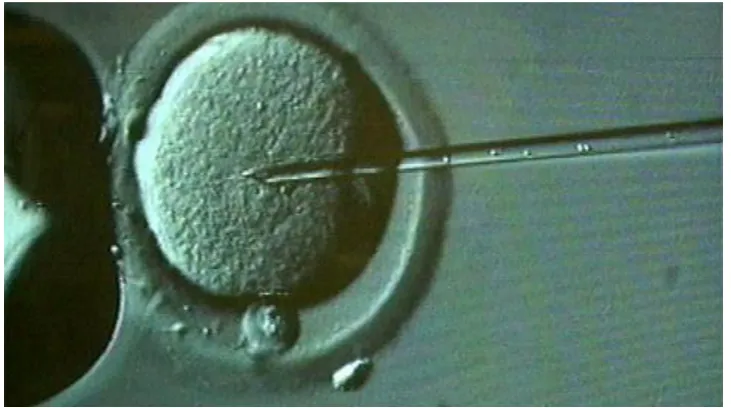 Fig. 1.3. Microinjection technique. A cell is hold (sucked) by a micropipette on the left while a micro-needle is inserted and delivering DNA into the cell nucleus (Image from an unknown source on internet)