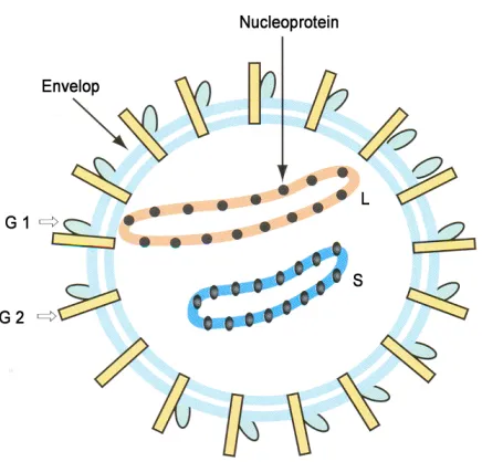 Fig 3: Lassa virus structure (Image taken from Swiss Institute of Bioinformatics, 