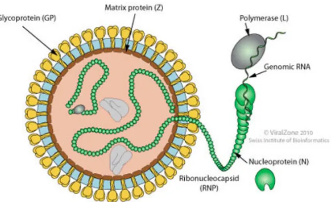 Fig 4: Lassa fever virus’ virion and genome structure.  