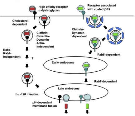 Fig 5: Different receptor binding and cell entry mechanisms between Old World and New World arenaviruses 