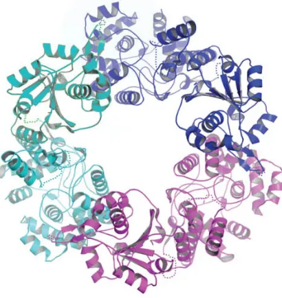 Fig 6: NP monomer structure 
