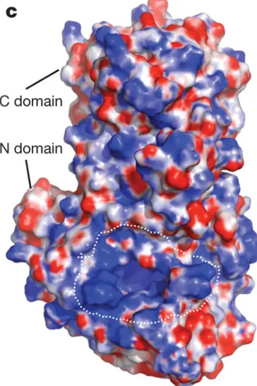 Fig 8: The electrostatic surface potential map of NP. The dashed white line represents the cap-binding cavity