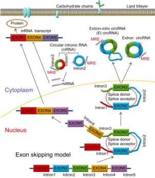 Figure 1. Lariat-driven circularization model. CircRNAs are produced by a lariat-driven circularization model containing exon 2 and exon 3 produced from exon skipping