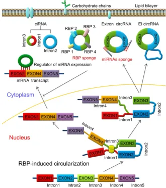 Figure 3. RNA-binding protein (RBP)-induced circularization model. Base-pairing is mediated by RBP between intron 1 and intron 3