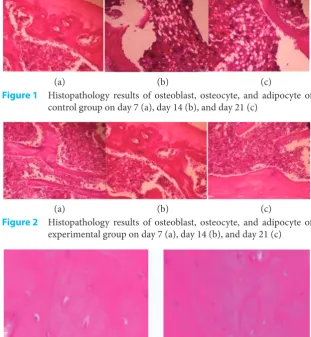 Figure 1  Histopathology results of osteoblast, osteocyte, and adipocyte of control group on day 7 (a), day 14 (b), and day 21 (c)