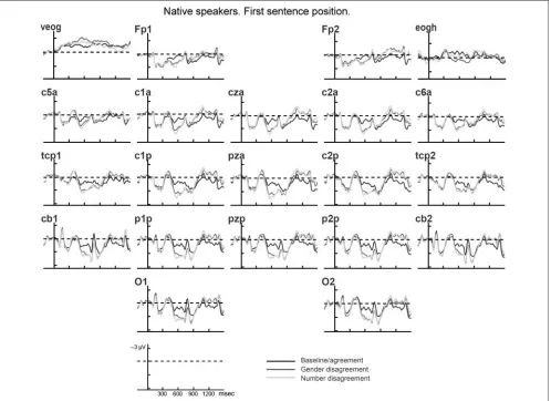 Figure 2. Grand average ERPs corresponding to the grammatical agreement manipulation (first sentence position) in native speakers.