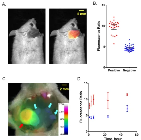 Figure 4. Comparison of FR imaging and histopathology using 4T1 metastatic lymph node model