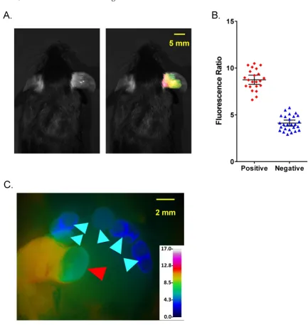 Figure 5. Comparison of fluorescence imaging and histopathology using PyMT metastatic lymph node model