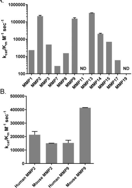 Figure 2. Profiles of MMP cleavage of AVB-620. (A) Catalytic efficiency of a panel of MMPs for cleavage of AVB-620