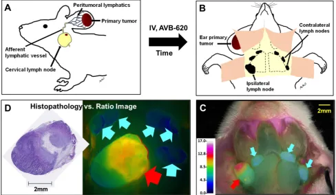 Figure 3. Schematic of metastatic lymph node model and in vivosurgically removed and processed for H&E histopathological analysis