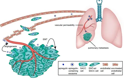 Figure 7. Schematic diagram of the role of epiregulin and epiregulin-enriched exosomes in the initiation of pre-metastatic niche formation and metastasis