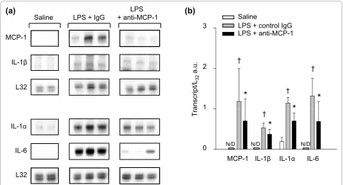 Figure 4 Effects of MCP-1 inhibition on inflammatory gene expression in the septic diaphragm