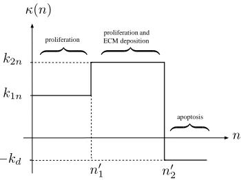 Figure 13: The evolution of (a) the cell volume fraction, n < nnt′1 and n > n′2, (–); n′1 ⩽ ⩽ n′2, (· · · ) and, (b) the pressure of the culture medium, at t = 0 − 0.35 (in steps of ≈ 0.038) for growth behaviour deﬁned by (4.1) and perfusive culture: Pu = 1, Pd = 0.1,k1n = 6.5, k2n = 7.5, kd = 1, D = 0.01, θ = 0.97, n′1 = 0.4, n′2 = 0.6.