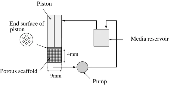 Figure 1: The bioreactor system of El-Haj et al. (1990).
