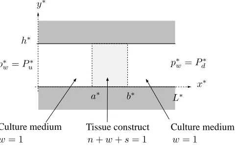 Figure 2: Deﬁnition sketch: a two-dimensional channel of length L∗ and width h∗ con-taining a construct of length b∗ − a∗.