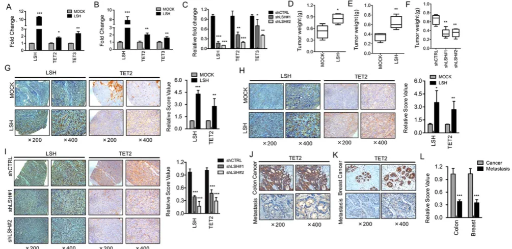 Figure 2. LSH induces TET2 expression in vitroperformed using antibodies against LSH and TET2 in xenograft tissues from HK1 cells (G) and HNE3 cells (H) together with matching LSH ectopic expression of LSH