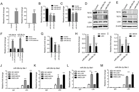 Figure 3. Both miR-26b-5p and miR-29c-3p inhibited TET2 and TET3 expression and were silenced by LSH