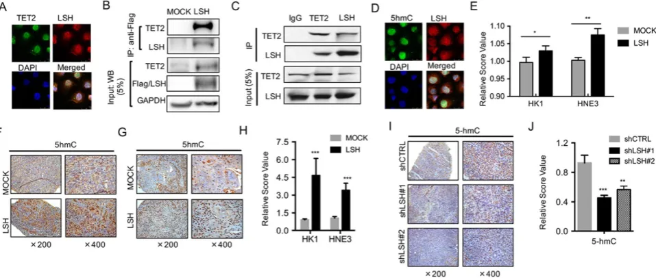 Figure 4. LSH interacts with TET2 and affects 5-hmC levels.  (A) LSH colocalized with TET2
