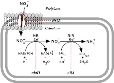 Figure 1.3 A. nidulans nitrate assimilation pathway 