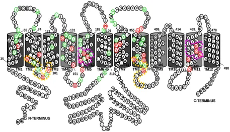 Figure 1.6 Provisional secondary structure model of NrtA  
