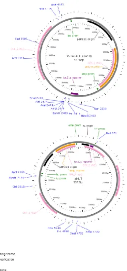 Figure 2.1 V5TAGAGE1 and pMUTv5wt vectors 