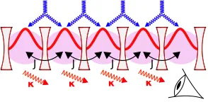 FIG. 1. Coupled cavity array with hopping J, photon loss κand two-photon pumping (blue line)
