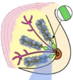 Figure 1.6: Mammary ductal network(Modiﬁed from: [Med, 2008]). Thisductal network is analysed to detectthe stage of breast cancer.