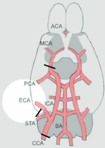 Figure 2  Wistar rat with neurological deficit level  1 showing flexion on the right 