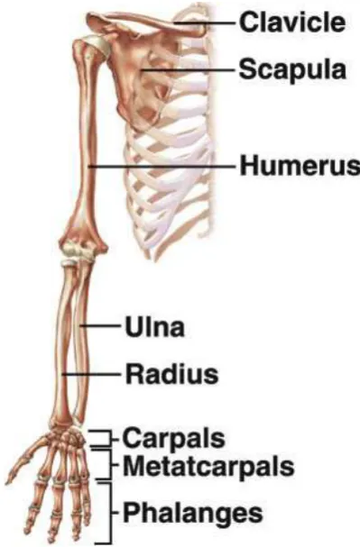 Figure 2. 1: Skeletal structure of the upper limb (adapted from (15)).  