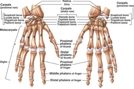 Figure 2. 2: Skeletal structure of the anatomical hand (from (15)).  