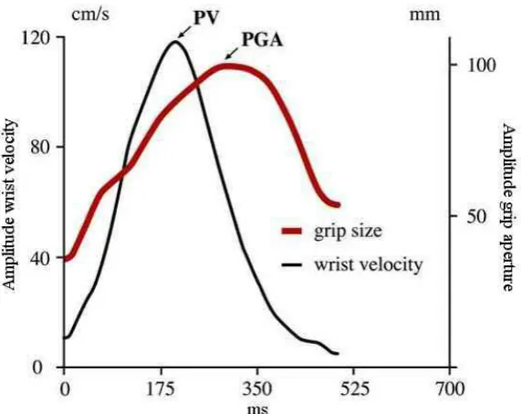 Figure 2. 4: Characteristics of reaching to grasp movement in anatomically intact individuals