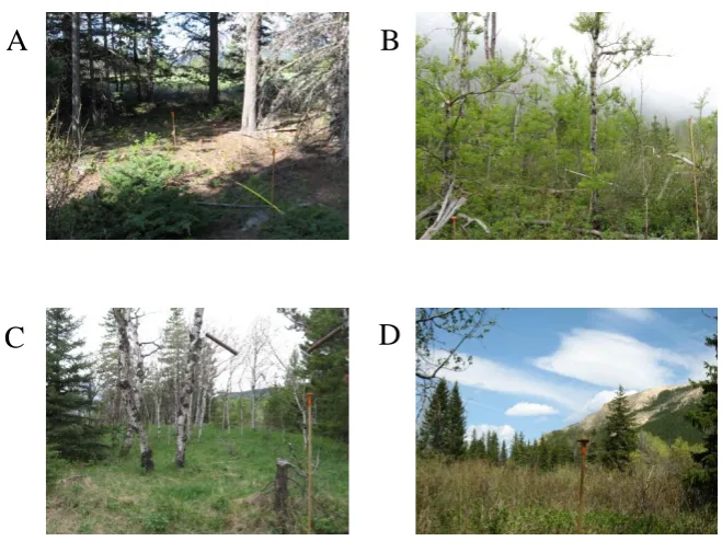 Figure 1 Examples of an experimental arena within a male hummingbird territory  