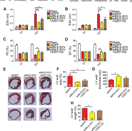 Figure 6. Overexpression of NLS-SVV reduces loss of cardiac function. A-D, Cardiac function of hearts overexpressing NLS-SVV 1 and 21 days after MI