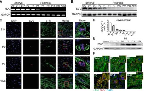 Figure 1. Expression pattern and localization of Survivin (SVV) in heart development and after myocardial infarction (MI)