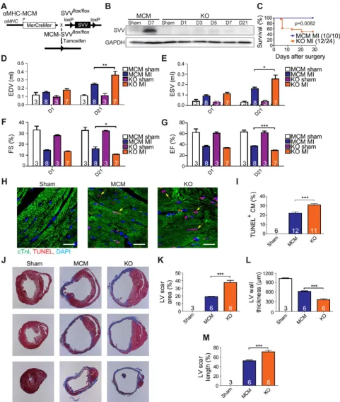 Figure 2. Phenotype of SVV knockout (KO) mice after MI. A, Schematic diagram showing establishment of inducible, cardiac-specific SVV KO mouse