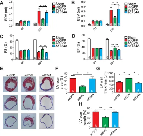 Figure 4. Overexpression of SVV recuses cardiac function after infarction. A-D, Cardiac function of hearts overexpressing SVV 1 and 21 days after MI