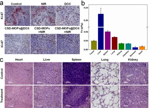Figure 9. (a) Ki-67 stain of tumor sections collected from differently treated groups of mice
