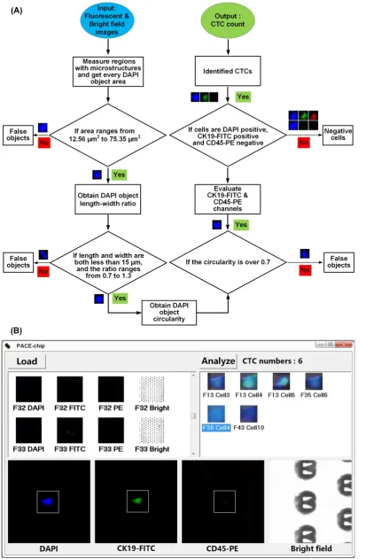 Figure 5. Computer-aided image processing. (A) Flowchart of the image processing algorithm