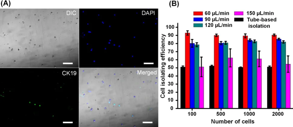 Figure 2. Isolation of EpCAM-positive cells. SKBR-3 cells (EpCAM-positive) and HEK-293T cells (EpCAM-negative) were first mixed in a ratio of 1:100 and then pumped into the microchannel