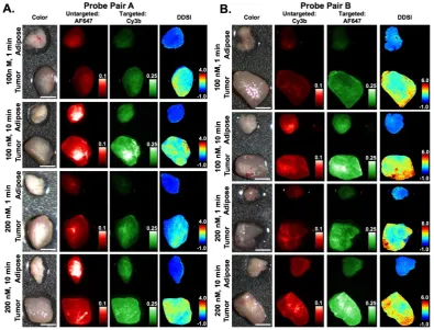 Fig. 2: DDSI staining condition optimization. Representative color, fluorescence, and DDSI images of tumor and adipose tissue pairs following staining using a DkRb-Cy3b)