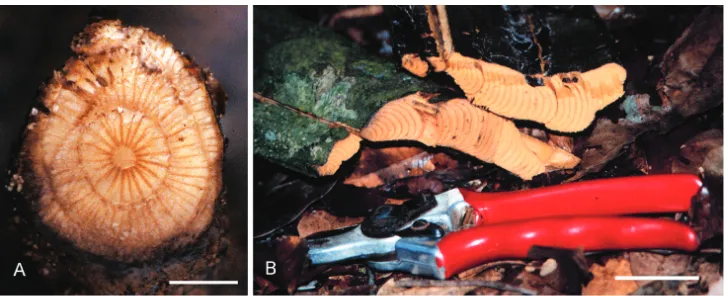 Figure 2. Transversal sections of stem of Curarea: A relatively round stem of C. aff. tomentocarpa (Ortiz 197), showing wide rays B flattened stem of C