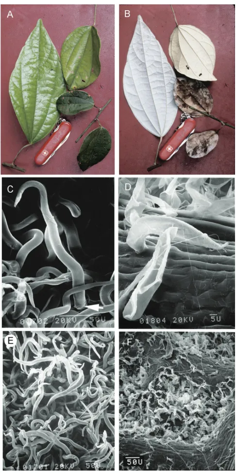 Figure 4. Leaf blade surfaces and SEM micrographs of trichomes of Curarea: A glabrous adaxial leaf blade surface of juvenile and adult leaves, C