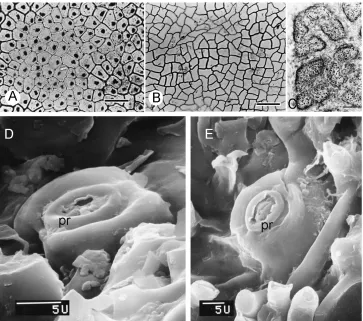Figure 6. LM photograph and SEM micrographs of leaf adaxial, abaxial surface and stomata in Curarea: A isodiametric epidermal cells, C