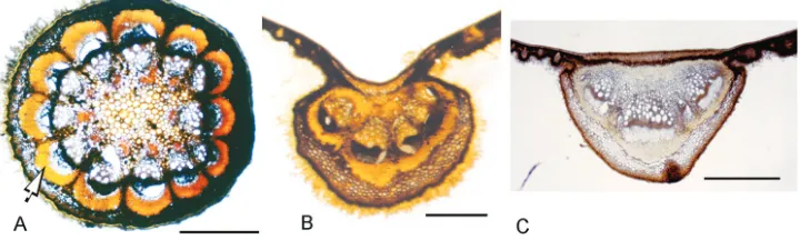 Figure 7. LM photographs of transverse sections of petiole and mid-veins of Curarea: A petiole mid-section of C