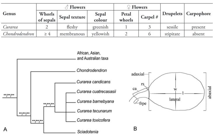 Table 1. Main features of Curarea and Chondrodendron.