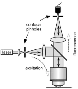 Figure 1.2 Excitation of the specimen in confocal ﬂuorescence microscopy by a laser.