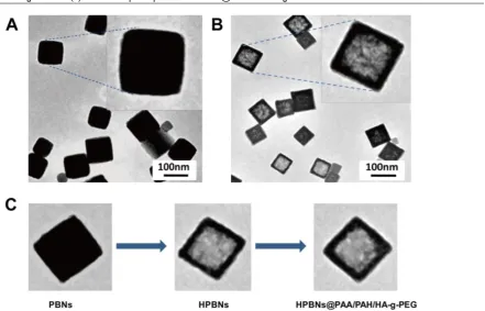 Figure 2. (A) Zeta potentials of the nanoparticles at different fabrication stages: HPBNs, HPBNs@PAA, HPBNs@PAA/PAH and HPBNs@PAA/PAH/HA-g-PEG NPs