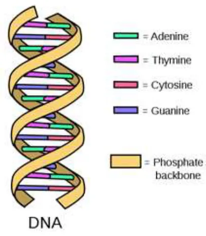 Fig. 1. DNA double Helix 