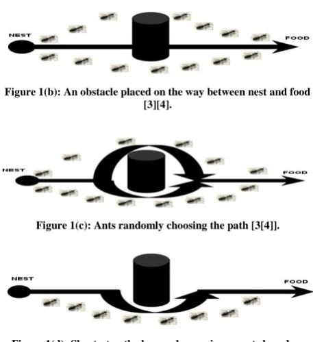 Figure 1(d): Shortest path choosen by maximum ants based on pheromone deposits [3][4]