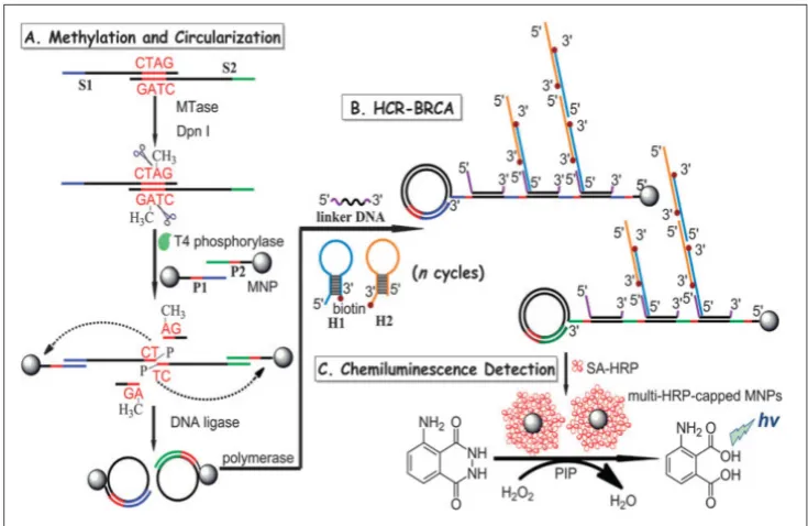 Figure 7. Schematic illustration of the HCR-BRCA-based DNA MTase activity assay for by the production of multi-HRP-capped magnetic nanoparticles to catalyse the generation of chemiluminescence of the HRP- luminol-H2O2 system